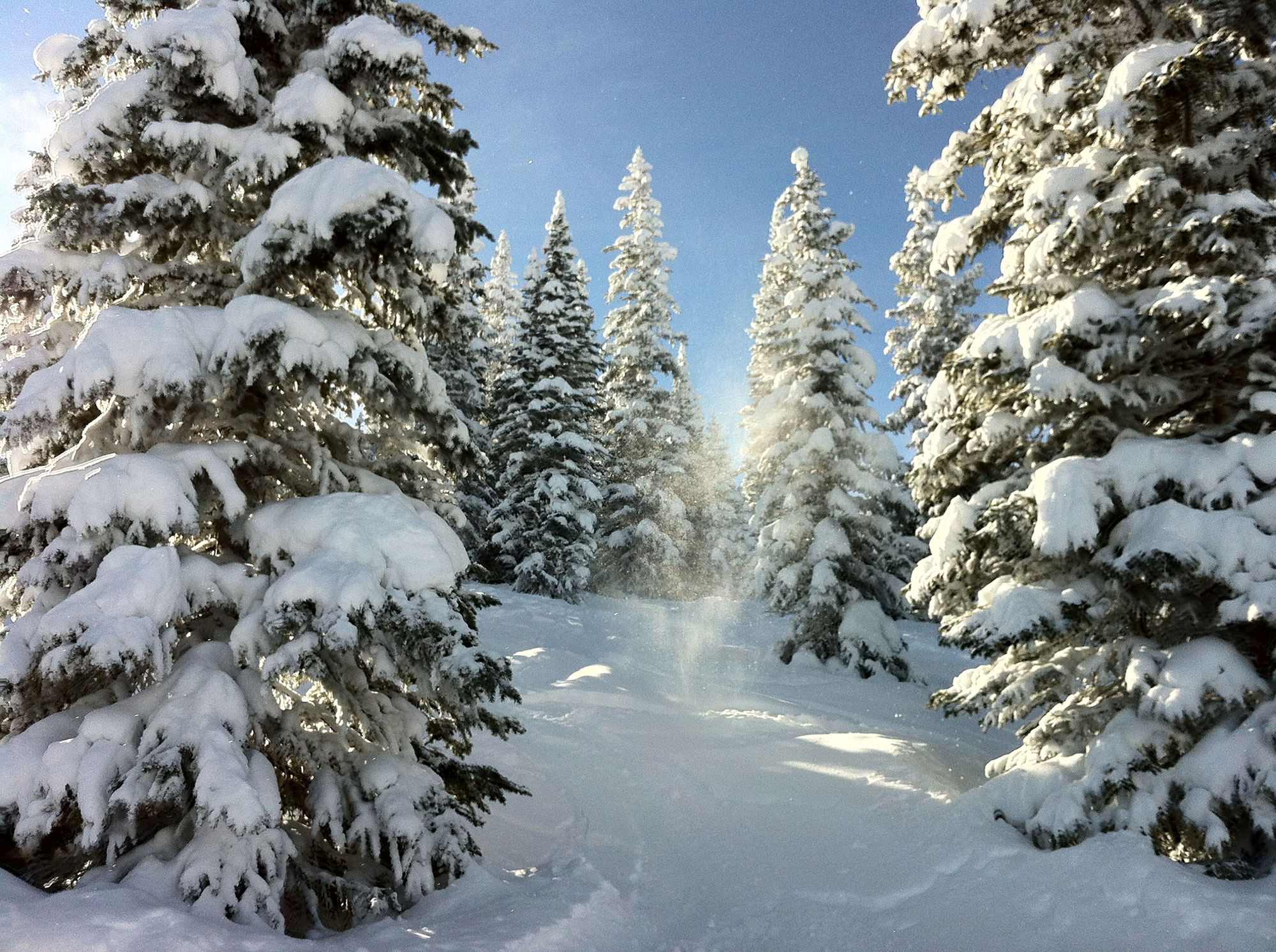 Snowy Trees