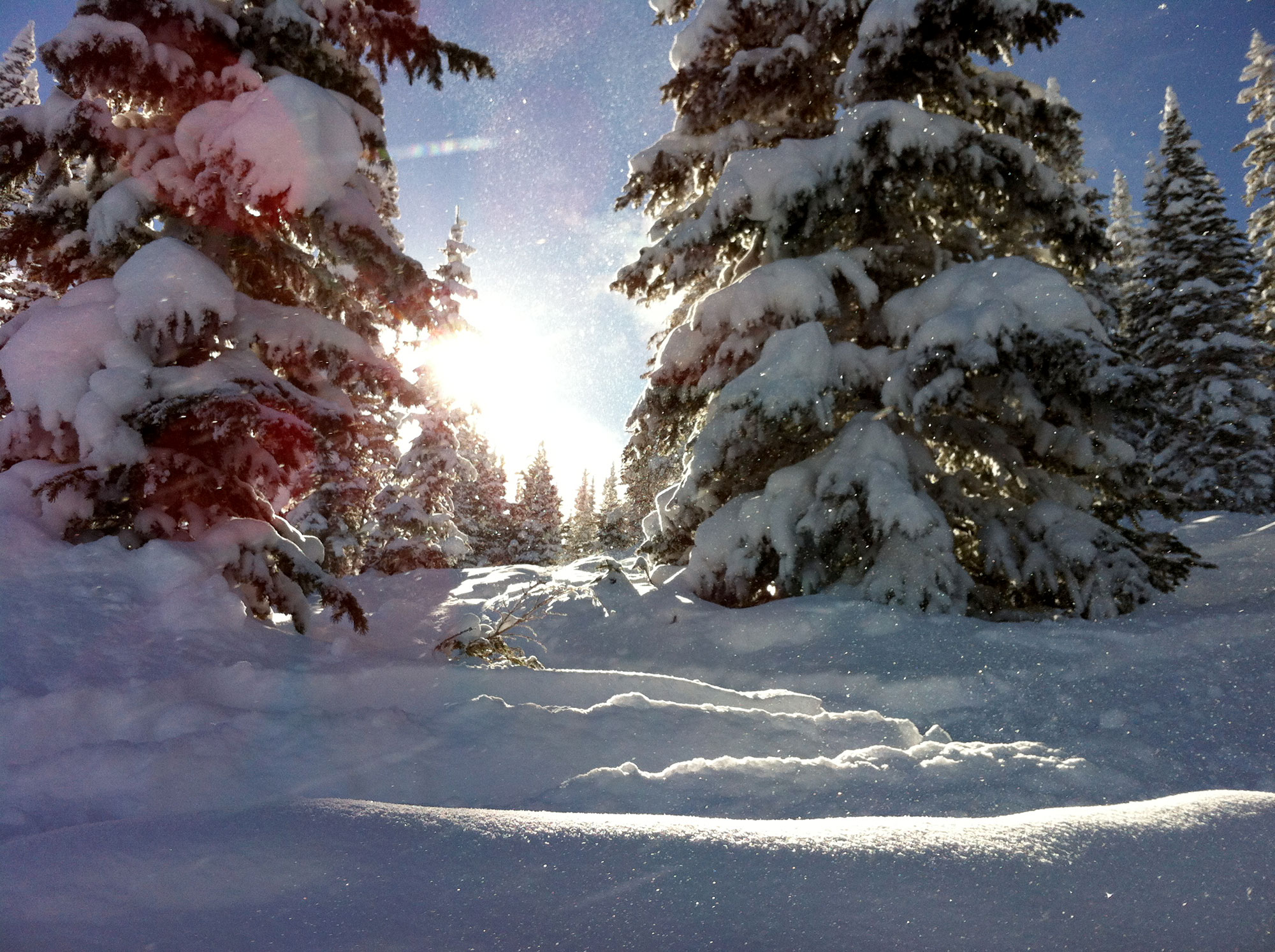 Sunny Powder